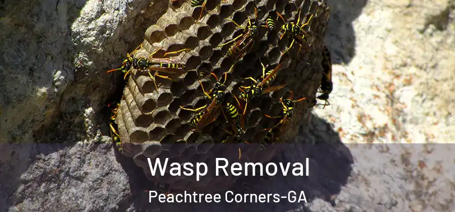  Wasp Removal Peachtree Corners-GA
